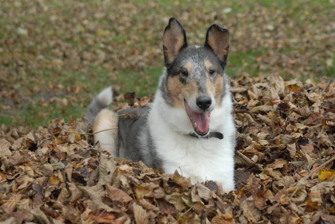Picture of blue merle smooth coated collie lying in a pile of fall leaves