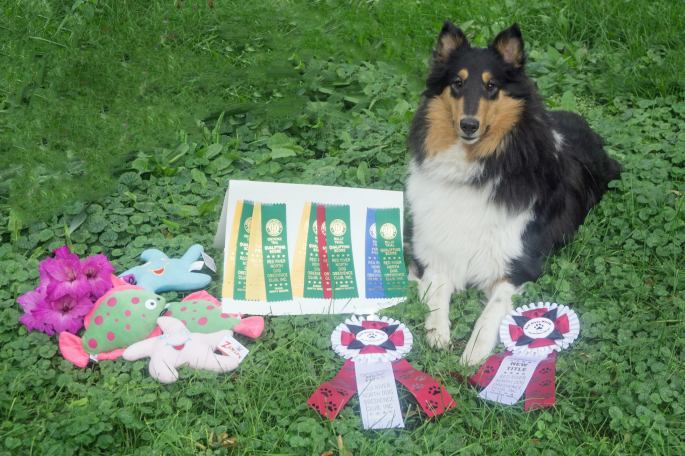 Picture of tri-colored rough coated collie lying on the grass with several ribbons and rosettes and a pile of soft toys